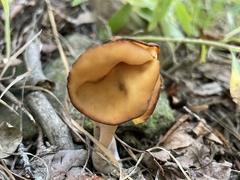 Gyromitra infula