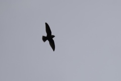 Chaetura pelagica