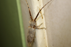 Protomocerus pulcher