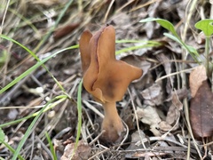 Gyromitra infula