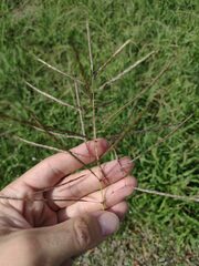 Dichanthium annulatum annulatum