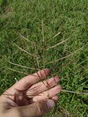 Dichanthium annulatum annulatum