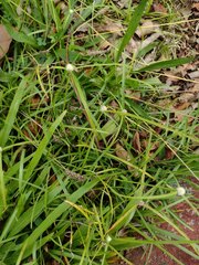 Cyperus mindorensis
