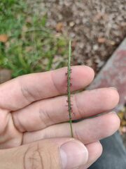 Eremochloa ophiuroides