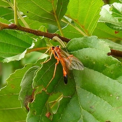 Opheltes glaucopterus