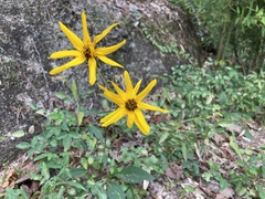 Helianthus atrorubens