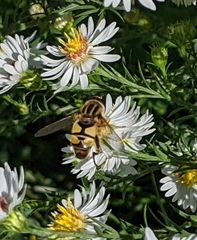 Helophilus latifrons