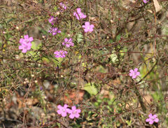 Agalinis purpurea