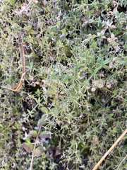Galium californicum