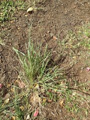 Eragrostis tenuifolia
