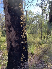 Erythrorchis cassythoides