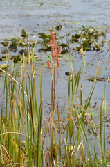 Rumex britannica