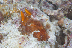 Lysiosquilloides mapia