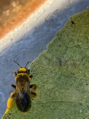 Callandrena