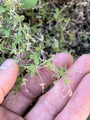 Galium californicum