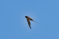 Cypsiurus parvus