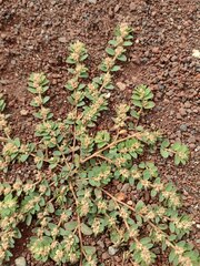 Euphorbia thymifolia