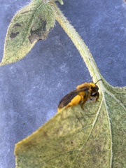 Callandrena