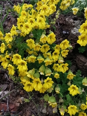 Tropaeolum brachyceras