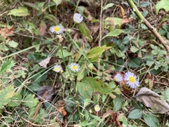 Erigeron strigosus