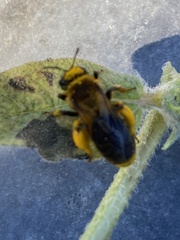 Callandrena