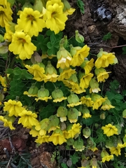 Tropaeolum brachyceras