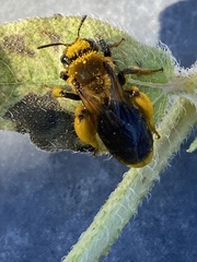Callandrena