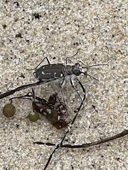 Cicindela hirticollis