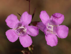 Agalinis purpurea