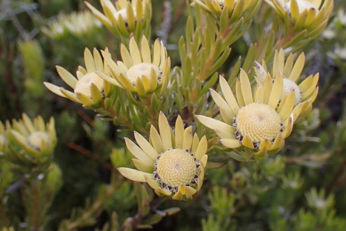 Image of Leucadendron singulare by (c) Ren Hoekstra, some rights reserved (CC BY)