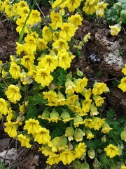 Tropaeolum brachyceras
