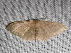 Idaea