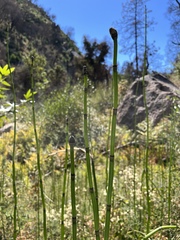 Equisetum laevigatum
