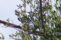 Fraxinus greggii