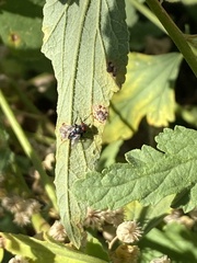 Physiphora alceae