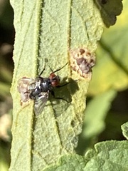 Physiphora alceae
