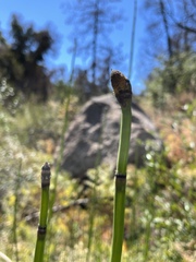 Equisetum laevigatum