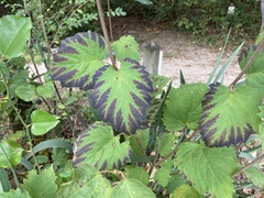 Viburnum acerifolium