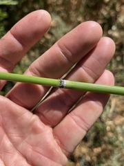 Equisetum laevigatum