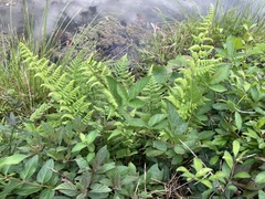 Athyrium asplenioides