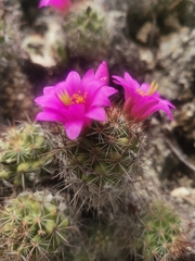 Mammillaria mazatlanensis