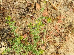 Hypericum perforatum