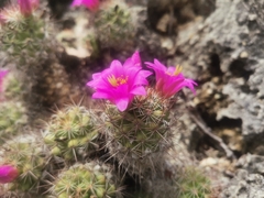 Mammillaria mazatlanensis