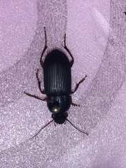 Harpalinae