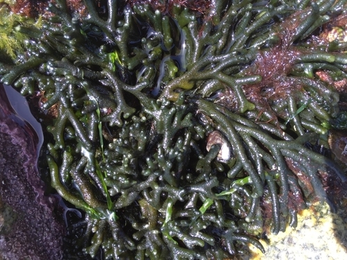 Image of Codium tomentosum by (c) Andre Hosper, some rights reserved (CC BY)