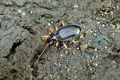 Nebria lacustris