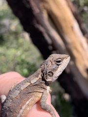 Diporiphora phaeospinosa