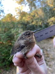 Troglodytes pacificus