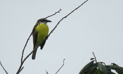 Megarynchus pitangua