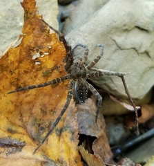 Dolomedes vittatus
